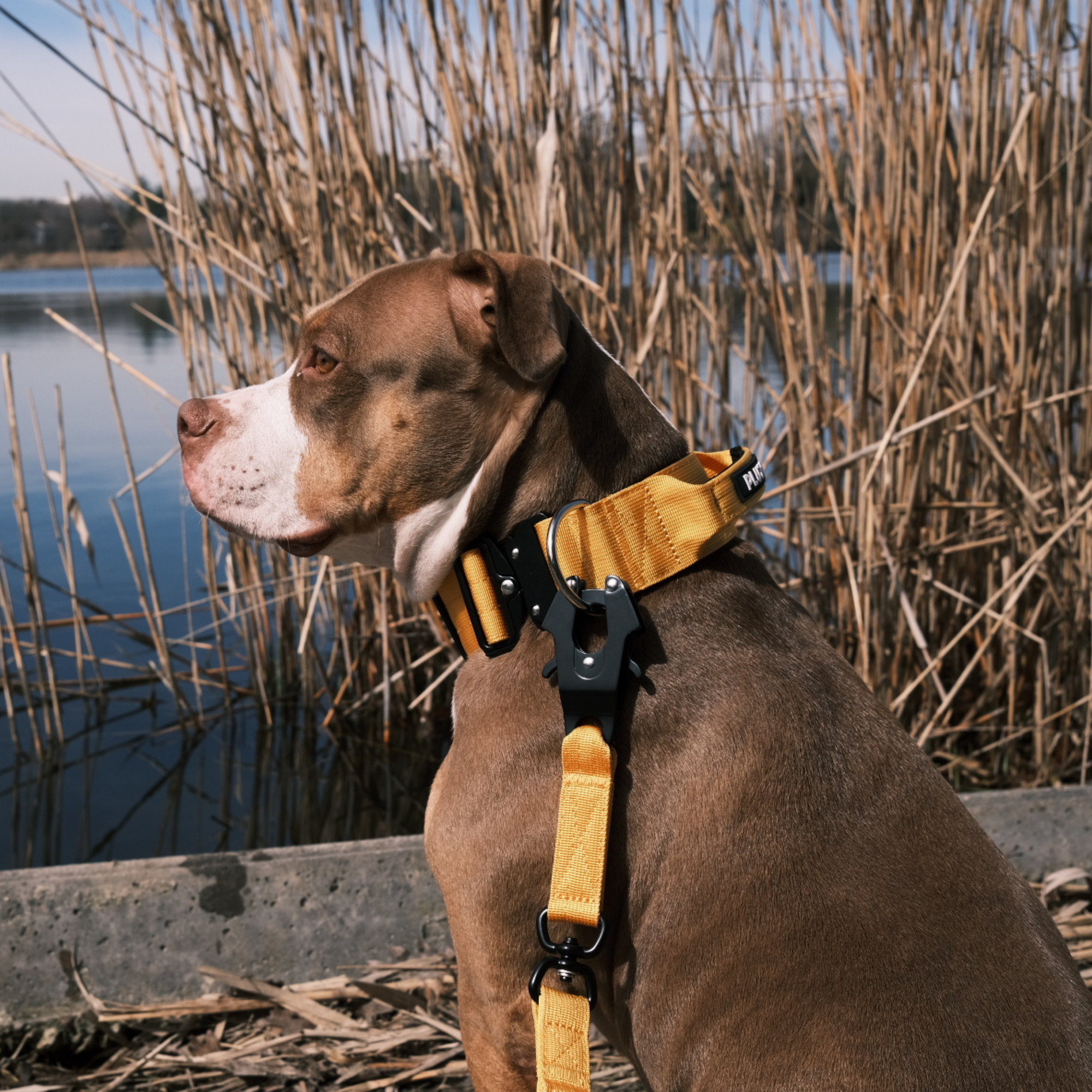 Heavy Duty Dog Leash and Collar Set