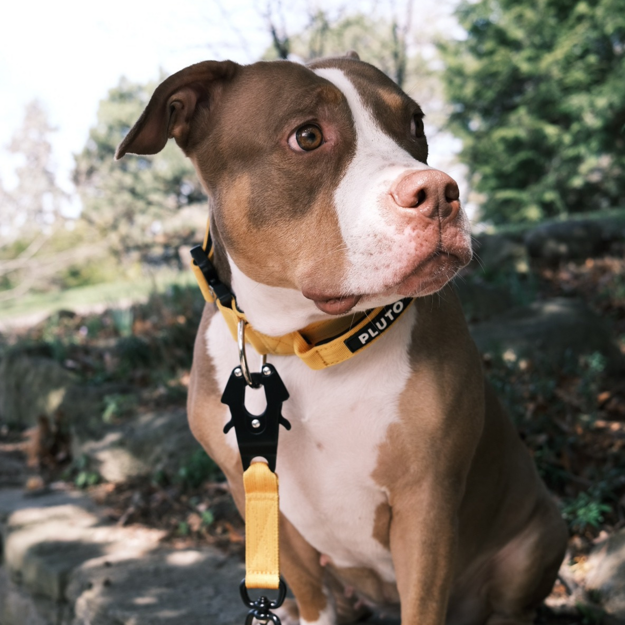 Heavy Duty Dog Leash and Collar Set